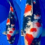 Kansai District Koi Show