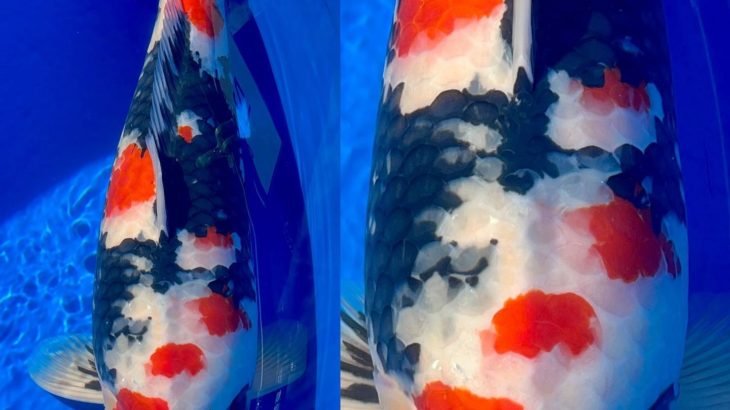 Kansai District Koi Show