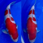 21th Hokuriku district koi show