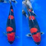 21th Hokuriku district koi show