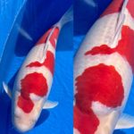 21th Hokuriku district koi show