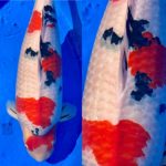 Kansai District Koi Show