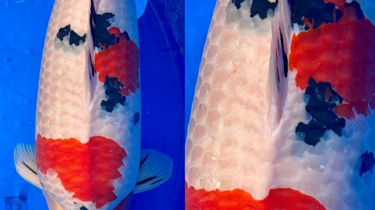 Kansai District Koi Show