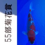 Kansai District Koi Show