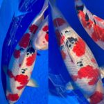 Kansai District Koi Show