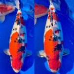 Kansai District Koi Show