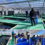 Tani Fish Farm built the new green koi house