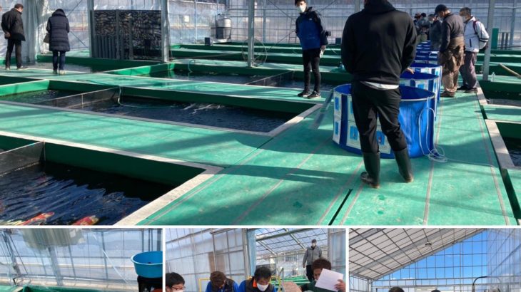 Tani Fish Farm built the new green koi house