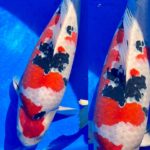 Kansai District Koi Show