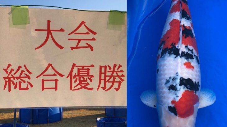 28th  Kyushu district koi show on 5-6 December 2020.