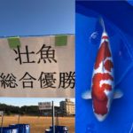 28th  Kyushu district koi show on 5-6 December 2020.