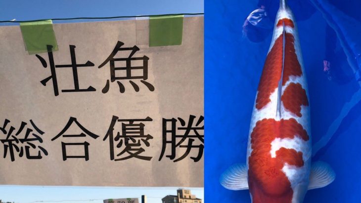 28th  Kyushu district koi show on 5-6 December 2020.