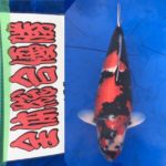 12th Shikoku district koi show on 13 December 2020 Lot of JPD customers got the prize .