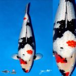 Marujyu breed Koi