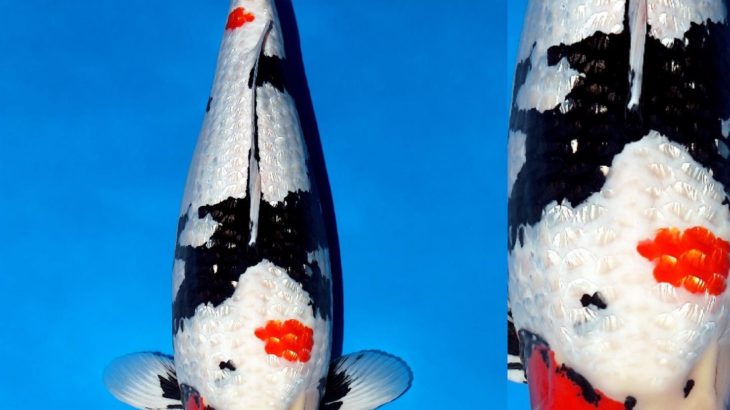 Marujyu breed Koi