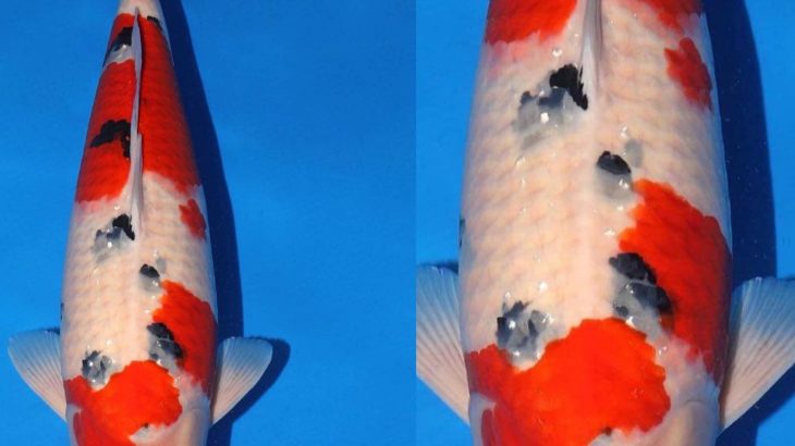 Sakai breed Kohaku