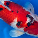 Sakai Fish Farm breed Sanke