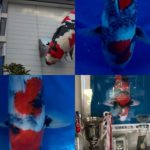 Sapporokinsui koi farm breed Showa