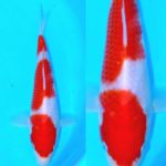 Nishikigoi Murakami koi farm breed Kohaku.