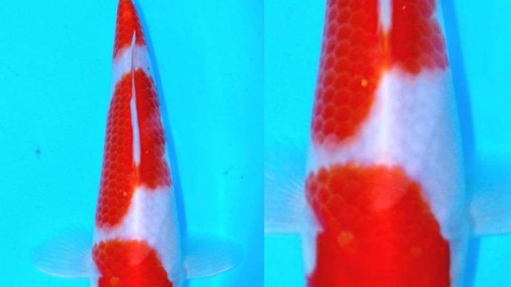 Nishikigoi Murakami koi farm breed Kohaku.