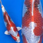 Tendo koi farm  breed “Kinshowa”