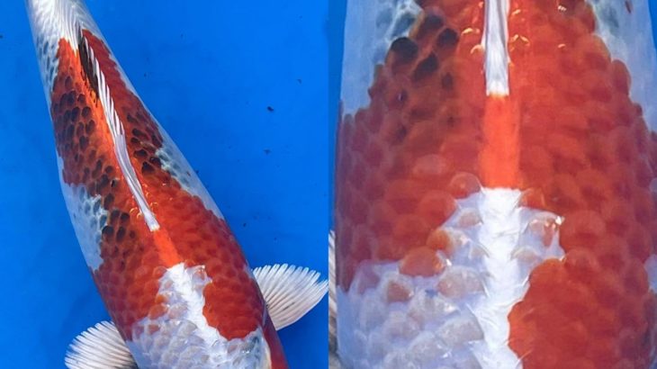 Tendo koi farm  breed “Kinshowa”