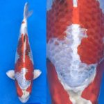 Tendo koi farm  breed “Kinshowa”