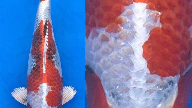 Tendo koi farm  breed “Kinshowa”