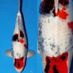 Marujyu koi farm  breed “Tancho Showa”