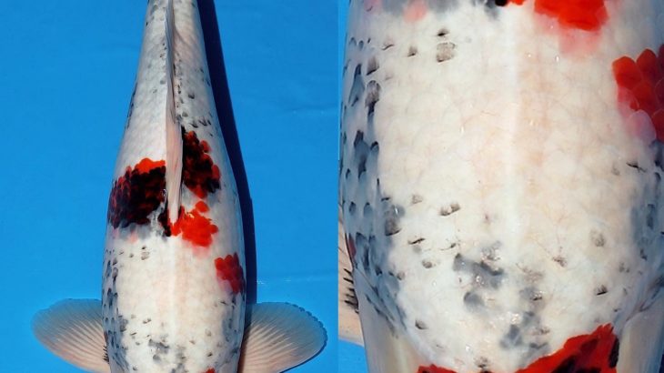 Marujyu koi farm  breed “Tancho Showa”