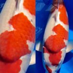 Offspring of  “Kinsen” Kohaku  All Japan Koi Show 2016 Grand Champion