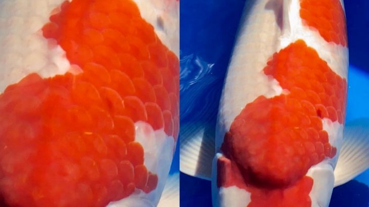 Offspring of  “Kinsen” Kohaku  All Japan Koi Show 2016 Grand Champion