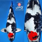 Marujyu koi farm  breed “Showa”