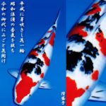 Dainichi koi farm  breed “Akaboshi Sanke” Taisho Sanshoku