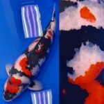 1 year ago 2020 All Japan Koi show.