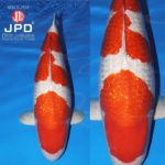 JPD Koi Photo Collections  2020 All Japan Koi show.