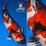 JPD Koi Photo Collections  2020 All Japan Koi show.