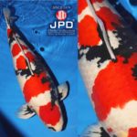 JPD Koi Photo Collections  2020 All Japan Koi show.