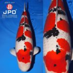 JPD Koi Photo Collections  2020 All Japan Koi show.