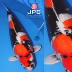 JPD Koi Photo Collections  2020 All Japan Koi show.