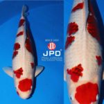 JPD Koi Photo Collections  2020 All Japan Koi show.