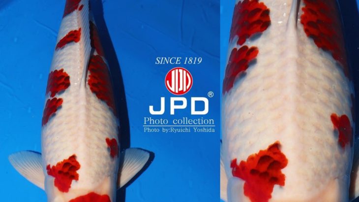 JPD Koi Photo Collections  2020 All Japan Koi show.