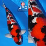 JPD Koi Photo Collections  2020 All Japan Koi show.