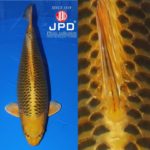 JPD Koi Photo Collections