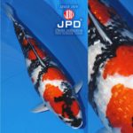 JPD Koi Photo Collections  2020 All Japan Koi show.