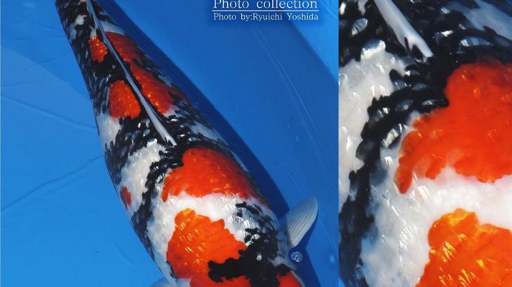 JPD Koi Photo Collections  2020 All Japan Koi show.