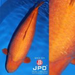 JPD Koi Photo Collections