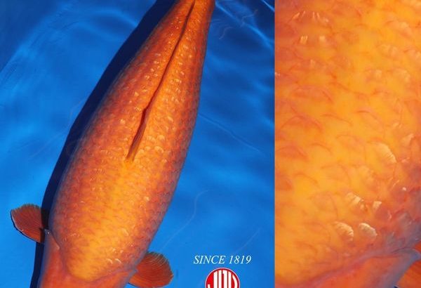 JPD Koi Photo Collections