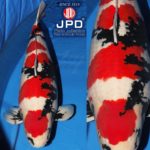 JPD Koi Photo Collections  2020 All Japan Koi show.