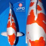 JPD Koi Photo Collections  2020 All Japan Koi show.